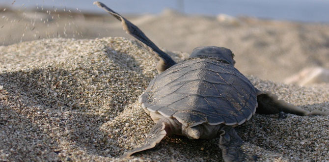 Deniz kaplumbağaları Mavi’yle buluşmaya devam ediyor: “İndigo Turtles”