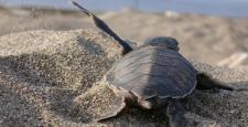 Deniz kaplumbağaları Mavi’yle buluşmaya devam ediyor: “İndigo Turtles”